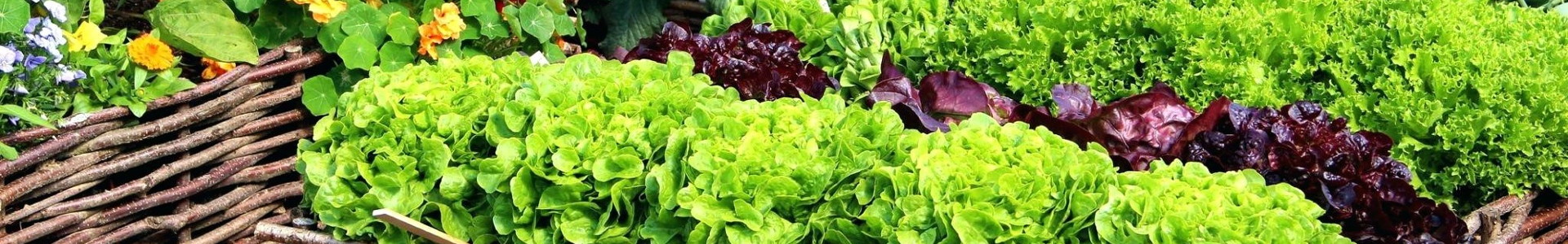 Bio Petrezselyem Levél